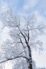 Wall Mural - Trees covered in frost snow at winter