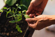 © SERGIO - hands planting a tomato seedling