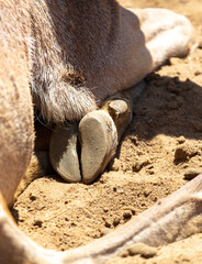 Poster - Horse hooves at the zoo.