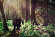 Group of people hiking who are traveling in the green forest shining sun beautiful nature. it soft focus.