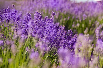  Beautiful blooming lavender field on summer day, closeup