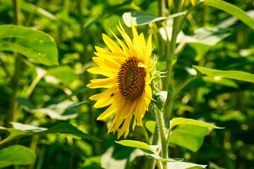 Fotomurales - Sonnenblume Nahaufnahme
