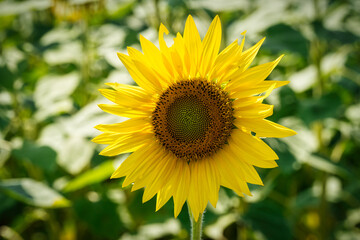 Fotomurales - Sonnenblume Nahaufnahme