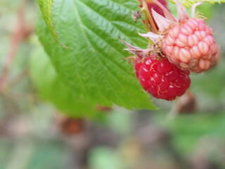 branch of ripe raspberries in a garden