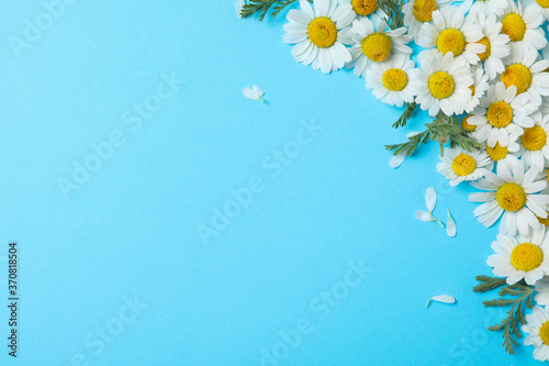 Fotomural Flat lay composition with fresh chamomiles on light blue background