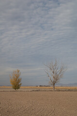 Trees in a plain in the Gallocanta Lagoon Natural Reserve. Aragon. Spain.