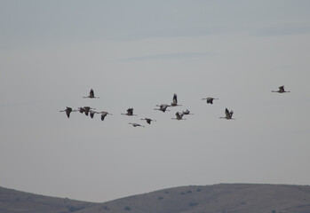 Wall Mural - Common cranes Grus grus in flight. Gallocanta Lagoon Natural Reserve. Aragon. Spain.