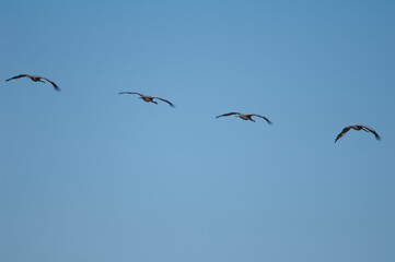 Wall Mural - Common cranes Grus grus in flight. Gallocanta Lagoon Natural Reserve. Aragon. Spain.