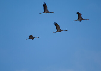 Wall Mural - Common cranes Grus grus in flight. Gallocanta Lagoon Natural Reserve. Aragon. Spain.