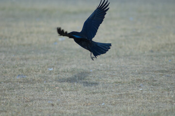 Carrion crow Corvus corone taking flight. Gallocanta Lagoon Natural Reserve. Aragon. Spain.