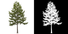 Left View Of Tree (Loblolly Pine) Png With Alpha Channel To Cutout 3D Rendering. For Forest And Nature Compositing.	