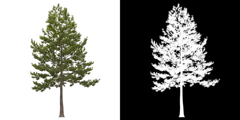 Wall Mural - Left view of tree (Loblolly Pine) png with alpha channel to cutout 3D rendering. For forest and nature compositing.	
