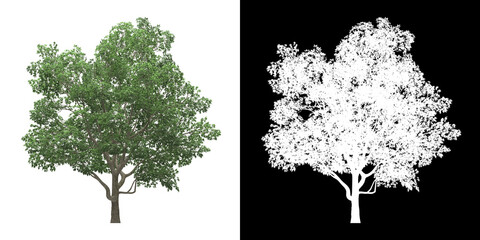 Wall Mural - Left view of tree (Magnolia Virginiana) png with alpha channel to cutout 3D rendering. For forest and nature compositing.	