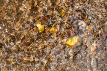 Wall Mural - Pure gold nugget ore found in mine with natural underwater sources