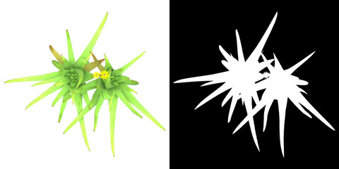 Wall Mural - top view of tree (aloe vera) png with alpha channel to cutout 3d rendering. for forest and nature co