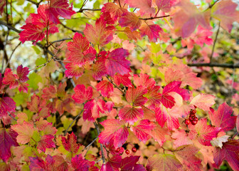 Wall Mural - Colorful foliage in the autumn park Autumn leaves sky background Autumn Trees Leaves in vintage color