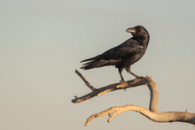 Common Raven Or Corvus Corax Wild Bird Sitting On Dry Branch Of Tree Against Gray Sky In Nature