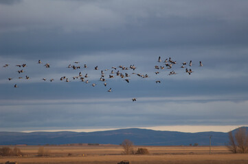 Wall Mural - Common cranes Grus grus in flight. Gallocanta Lagoon Natural Reserve. Aragon. Spain.