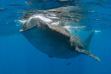  Whale Shark swimming in Mexico