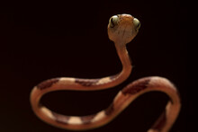 From Below Closeup Of Tiny Brown Snake With Spots Hanging On Black Background