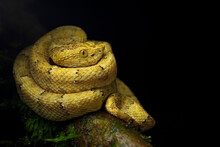 From Above Of Bright Yellow Snake With Spots Curled Up On Brown Trunk