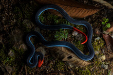 Top View Of Calliophis Bivirgatus Snake Resting On Dry Leaves In Woods