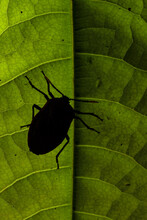 Closeup Of Black Shield Bug Or Stink Bug Sitting On Green Plant In Nature
