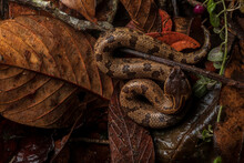 Top View Of Ovophis Convictus Snake Resting On Dry Leaves In Woods