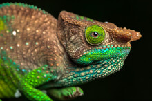 Side View Closeup Of Amazing Chameleon On Black Background. Calumma Oushaughessyi
