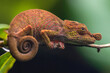 © Roberto Garcia/ADDICTIVE STOCK - Side view closeup of amazing chameleon sitting on twig on green background.