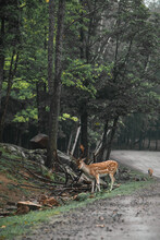 Side View Of Wild Spotted Deer With Antlers Pasturing In Woods Near Road On Cloudy Day