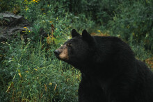Dangerous Black Bear Sitting On Grass In Forest On Overcast Day