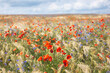 © Westend61 - Poppies and cornflowers blooming in summer meadow