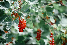 Red Currant Bush