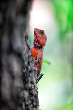 Red Lizard Climbing Tree Trunk