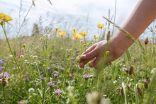 Girl's Hand Picking Buttercup Flowers From A Meadow