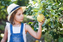 Girl Picking Fruit In Garden