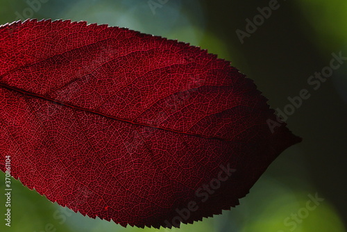 Cuadros en Lienzo Ein Teil von einem dunkel rotes Blatt mit sichtbaren Adern vom Licht der Sonne durchleuchtet auf dem grünen unscharfen Hintergrund