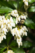 Common Eastern Bumblebee Enjoying Jacponicus Blooms