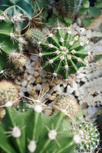 Various Cacti In A Pot With Decorative Stones