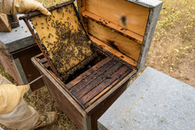 Rural And Natural Beekeeper, Working To Collect Honey From Hives With Honey Bees. Beekeeping Concept, Self-consumption,