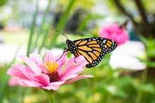 Monarch Butterfly On A Pink Zinnia Flower