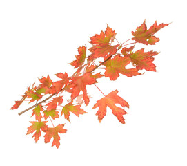 Wall Mural - maple branch
