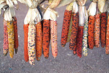 Canvas Print - Dry corns