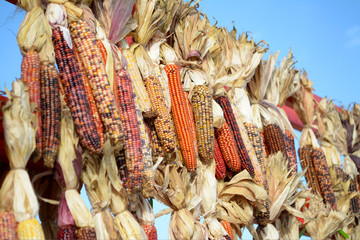 Wall Mural - Dry corns
