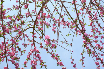 Wall Mural - cherry blossom flowers
