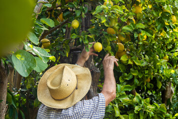 Canvas Print - farmer harvesting lemons in the field