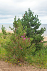 Canvas Print - Small pine trees on the beach.