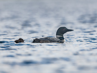 Common Loon Swimming with her Chick