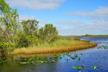 Wall Mural - everglades national park landscape	